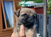 Stunning pure bred border terrier pups