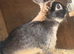 Male Rabbit For sale