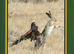 The harris's Hawk  Revolution book