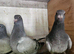 30 racing youngsters pigeons