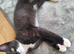 2 kittens left ready now