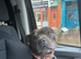 Staffordshire bull terrier