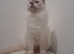 Champion bred male ragdoll kittens