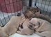 French bulldog pups (kc reg )