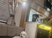 Stunning cavapoo boy