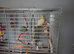 2 cockatiels white face pied and lution