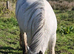 Blagdon cob filly
