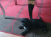 Cockapoo puppy