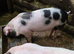 GOS Weaners available