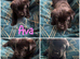 Akita x Mastiff puppies