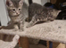 Beautiful kittens