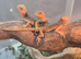 100% Het Zero / 100% Het Translucent, Visual Hypo Bearded Dragons