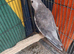 Male cockatiel for sale