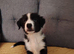German shepherd cross border collie puppies known as Shollies for sale