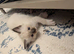 Ragdoll kittens ready now