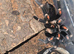 SAF Brachypelma Auratum