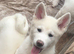Japanese Akita puppies