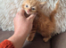 Maine coon kitten