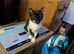 Siamese cross Ragdoll kittens & Black/ white kittem