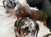 Miniature dachshund