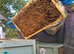 Spring 2026 National Nucs, bee nucs.