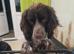 Cocker spaniel looking for new home