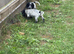 Cocker spaniel