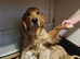 STUNNING GOLDEN RETRIEVERS READY SOON!