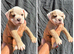 7 olde English bulldog