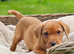 Fox red Labrador pups ready now