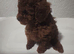 Asian poodle micro size puppies
