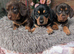 miniature dachshund puppies