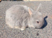 Rare lilac and tan netherland dwarf baby 1 boy available