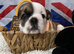 English bulldog gorgeous pups KC registered genuine breed colours
