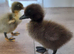 Indian runner cross cayuga ducklings