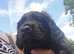 2 boys available in 2 weeks. DWKC registered.
