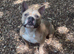 18 Month Old Pocket Bully x French Bulldog