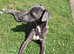 Italian Greyhound x Whippet