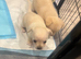 Chihuahua puppies