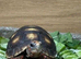 Red Foot tortoises at Birmingham Reptiles