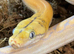 Cb26 SD purple golden child tiger reticulated python female
