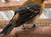 Male Pine Grosbeak