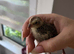 Unsexed quail chicks