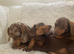 Dachshund puppies ready now