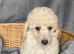 Beautiful Cream and white Toy Poodle 8 week old puppies. Ready to leave
