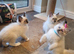 Beautiful GCCF Registered Ragdoll Kittens