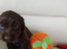 Cockapoo x cocker Spaniels F1b
