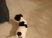 Working jack Russell