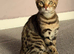 Stunning Bengal Kittens Available.