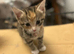Beautiful kittens available